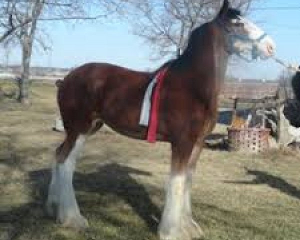 Zuchtstute Brelee Decent Lady (Clydesdale, 2011, von 2S Grandeur's Sir Garrett)