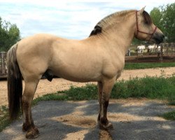 stallion Silver Flyer (Fjord Horse, 2006, from Smedsmo Gråen N-96-2695)