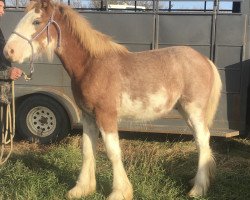 horse The Wildman Captain America (Clydesdale, 2019, from Gor-Dey Key)