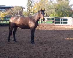 Dressurpferd Okidoki (Trakehner, 2018, von Schwarzgold)