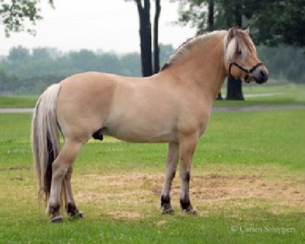 stallion Prydarson N-98-2625 (Fjord Horse, 1998, from Prydar)