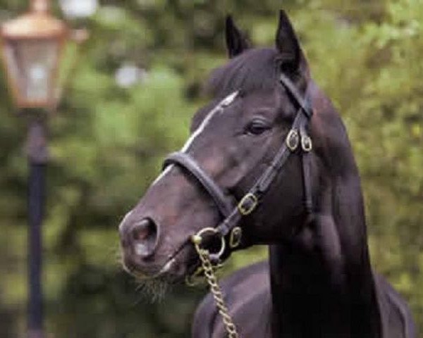 stallion One Cool Cat xx (Thoroughbred, 2001, from Storm Cat xx)