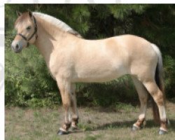 broodmare Udine (Fjord Horse, 1999, from Halldor)