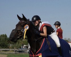 Springpferd Conte Leviano (Oldenburger Springpferd, 2012, von Cachas)