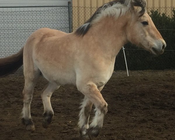 horse Herkules (Fjord Horse, 1989, from Heino F 78)