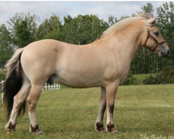 horse LTW Sir Xilef (Fjord Horse, 2007, from Felix N.2507)