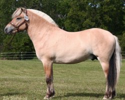 horse LTW Prince Christian (Fjord Horse, 2007, from Felix N.2507)