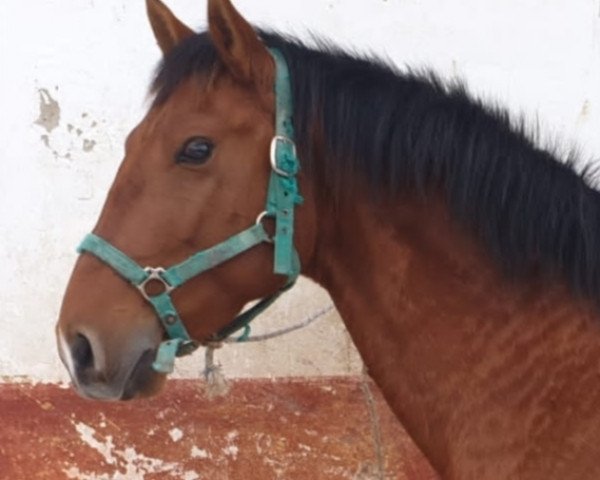 Pferd SANDOCAN (Pura Raza Espanola (PRE), 2014)