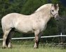 stallion LFF Ulend (Fjord Horse, 1999, from MVF Erlend)