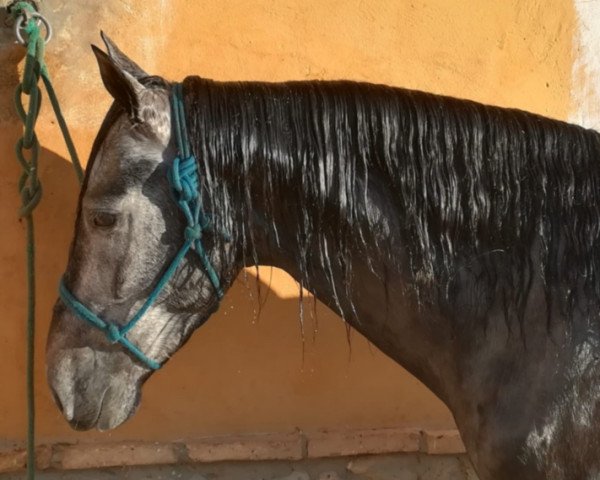 Pferd RELAMPAGO (Andalusier, 2016)