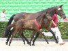 broodmare Fenja (German Sport Horse, 2012, from Hochmeister)