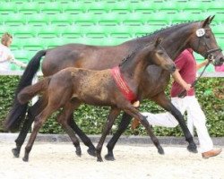 broodmare Fenja (German Sport Horse, 2012, from Hochmeister)