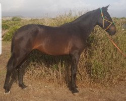 horse Sisi (Andalusians/horse of pure Spanish race,  )