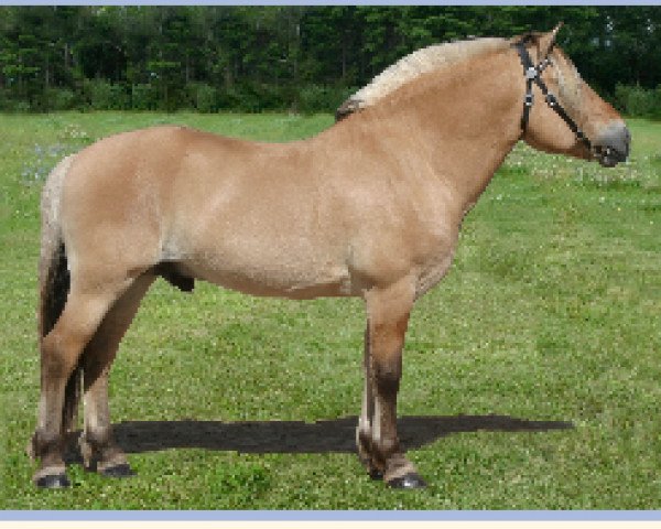 stallion BDF Obelisk (Fjord Horse, 1997, from Gjest N-1846 H-I49)