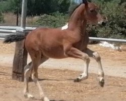 horse Maestro de Finca Barroco (Pinto,  )