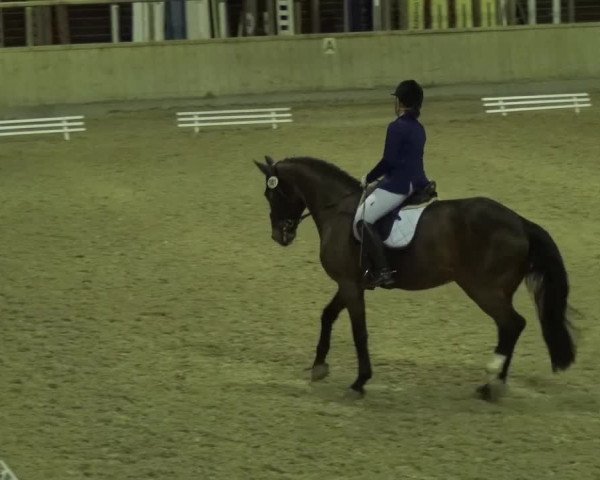 Reitturnier Heidelberg-Kirchheim 2016