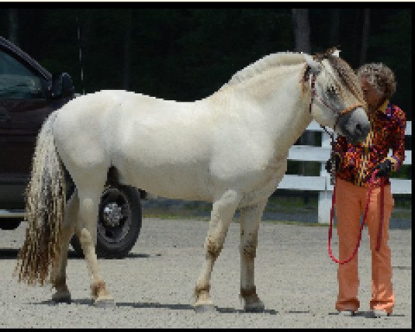 stallion Bayshore Snø Drift (Fjord Horse, 2010, from Gingard)