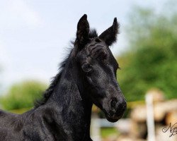 jumper Duke of Moonshine (German Sport Horse, 2015, from Diacontinus)