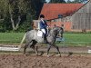 jumper Grey Diamond 3 (Hanoverian, 2014, from Grey Top)