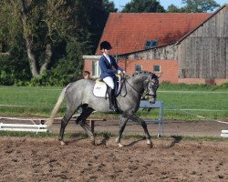 dressage horse Grey Diamond 3 (Hannoveraner, 2014, from Grey Top)