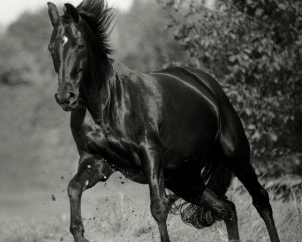 horse Donna Louis (Oldenburg, 2000, from Pik Noir)