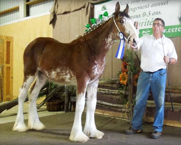 broodmare La Coulèe Superb Clara (Clydesdale, 2013, from 2S Above All's Superb Infatuation)