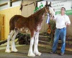 Zuchtstute La Coulèe Superb Clara (Clydesdale, 2013, von 2S Above All's Superb Infatuation)