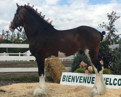 Deckhengst Ozark's Royal Plunton True (Clydesdale, 2010, von Plunton Calum Maelogan)