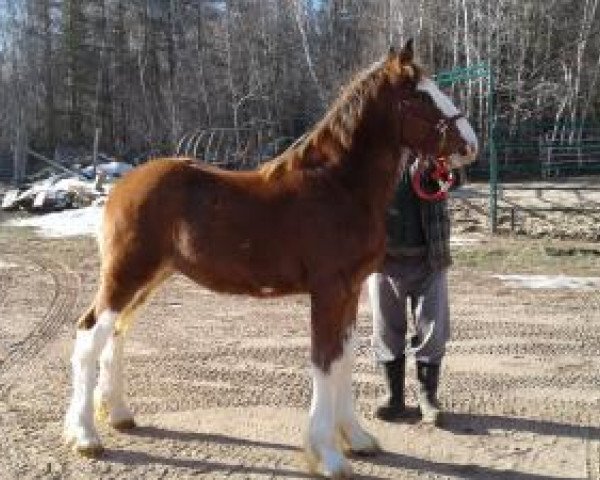 Pferd Bry-Lil Clara's Buddy (Clydesdale, 2018, von Ozark's Royal Plunton True)