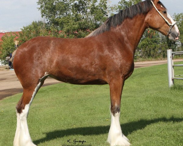 Pferd Brunt-Hill Resha (Clydesdale, 2014, von Cedarlane Ouray Warrior)