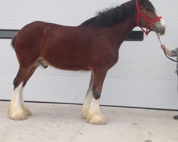 Pferd Brunt-Hill Quenzal (Clydesdale, 2013, von Cedarlane Ouray Warrior)