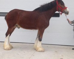 Pferd Brunt-Hill Quenzal (Clydesdale, 2013, von Cedarlane Ouray Warrior)