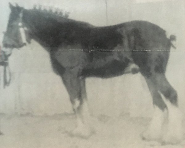 stallion Brunt-Hill Pat (Clydesdale, 1995, from Doura Sir James)