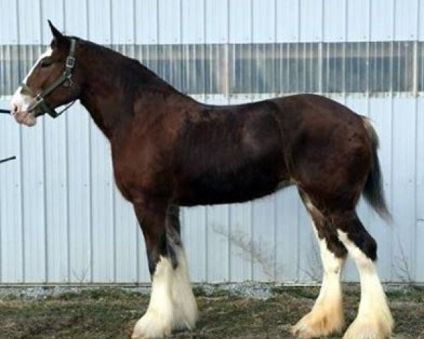 horse Brunt-Hill Octane (Clydesdale, 2011, from Cedarlane Ouray Warrior)