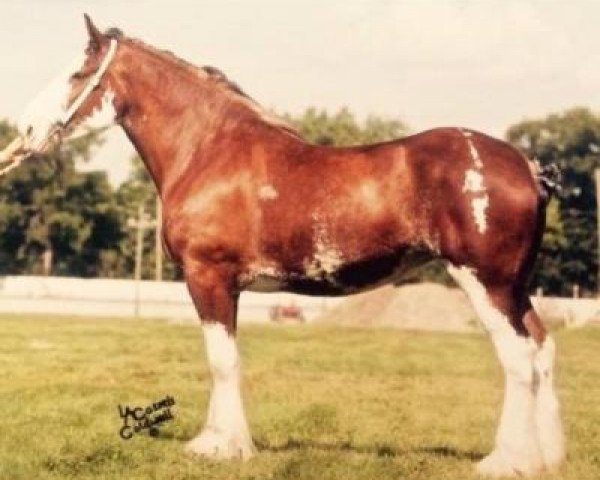 broodmare Brunt-Hill Natalie (Clydesdale, 2010, from S B H Sherman's Classic Motion)