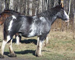 broodmare Brunt-Hill Majestic Laura (Clydesdale, 2000, from Harvest Mac)