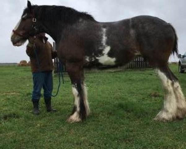 Pferd Brunthill Loki (Clydesdale, 2008, von Willow Way Magnus)