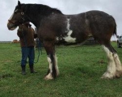 Pferd Brunthill Loki (Clydesdale, 2008, von Willow Way Magnus)