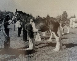 broodmare Brunt-Hill Joy (Clydesdale, 1995, from Doura Sir James)