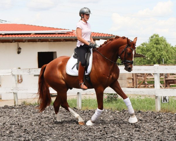 Dressurpferd Michi's Stern Junior (Deutsches Sportpferd, 2016, von Michi's Stern)