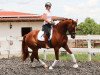 dressage horse Michi's Stern Junior (German Sport Horse, 2016, from Michi's Stern)