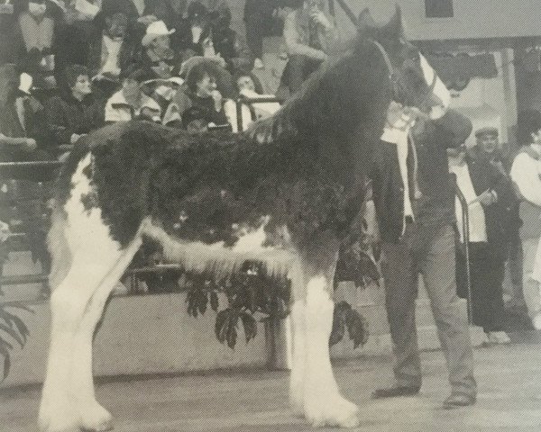 Pferd Brunt-Hill Jeff (Clydesdale, 1992, von Willoway Pete)