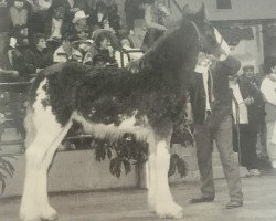 horse Brunt-Hill Jeff (Clydesdale, 1992, from Willoway Pete)