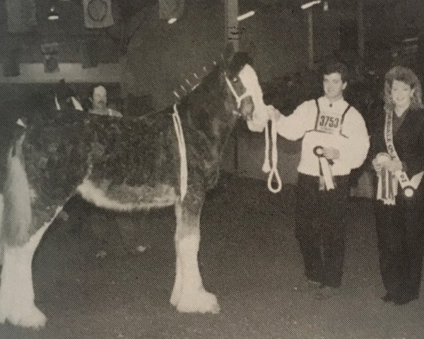 horse Brunt-Hill August (Clydesdale, 1992, from Willoway Pete)