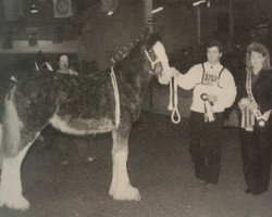 Pferd Brunt-Hill August (Clydesdale, 1992, von Willoway Pete)