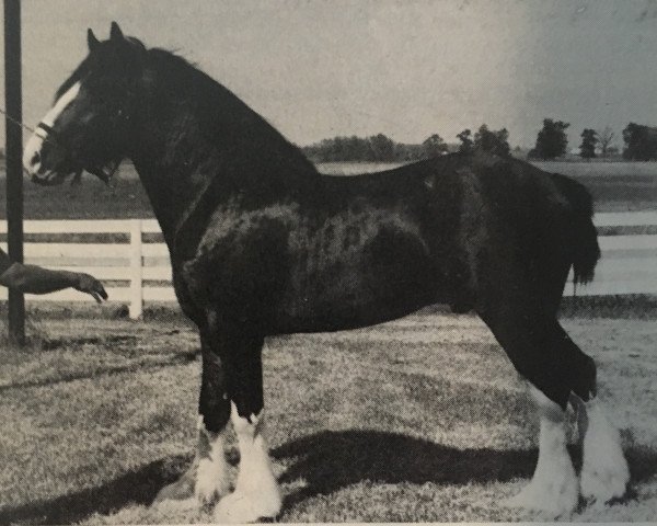 Deckhengst Bruce Classic Laddie Footprint (Clydesdale, 1984, von Bob Classic Laddie)