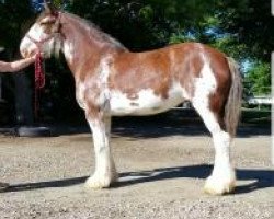 broodmare Besley's Penny Lane (Clydesdale, 2014, from Armbro Andrew)