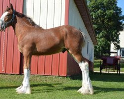 horse Brookside Thunder Boomer (Clydesdale, 2017, from Irish Thunder's Celtic Dawson)