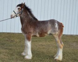 Pferd Brookside Sven (Clydesdale, 2014, von Irish Thunder's Celtic Dawson)