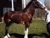 broodmare Brookside Shelby Lynn (Clydesdale, 1998, from Favama Royal Aristocrat)